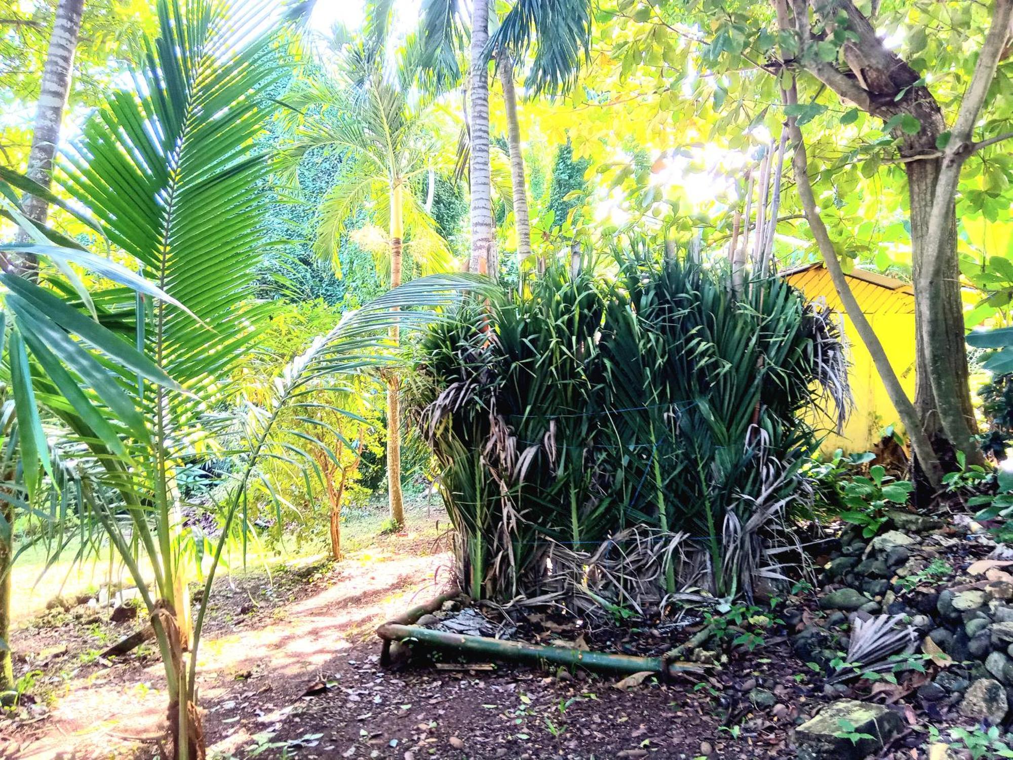 La Familia Guest House And Natural Farm Port Antonio Exterior foto